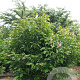 Magnolia 'Susan' 300-350 cm draadkluit meerstammig