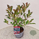 Photinia fraseri 'Red Robin' 45-50 cm 3,0L