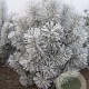Pinus nigra nigra 200-250 cm draadkluit solitair
