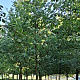 Quercus robur 40-45 HO draadkluit
