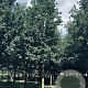 Quercus robur 40-45 HO draadkluit