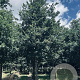 Quercus robur 40-45 HO draadkluit