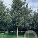 Quercus robur 40-45 HO draadkluit