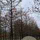 Quercus robur 45-50 HO draadkluit