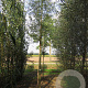 Salix alba 'Belders' 20-25 HO draadkluit