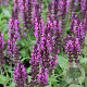 Salvia nem. 'Bumbleberry' GM P9