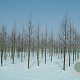Tilia cordata 'Greenspire' 30-35 HO draadkluit