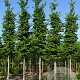 Ulmus 'Nanguen' 25-30 HO draadkluit