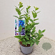 Vaccinium c. 'Goldtraube 23' 30-35 cm 3,0L
