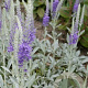 Veronica spic. 'Silberteppich' GM P9