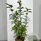 Viburnum bodn. 'Charles Lamont' 60-80 cm 3,0L