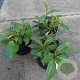 Viburnum davidii 20-25 cm 3,0L