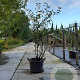 Amelanchier lamarckii 125-150 cm 35L