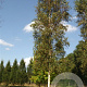 Betula p. 'Obelisk' 12-14 HO draadkluit geveerd