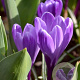 Crocus 'Flower Record' verpakt per 100
