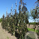 Fagus syl. 'Black Swan' 8-10 HO draadkluit