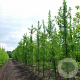 Ginkgo bil. 'Denise' 10-12 HO draadkluit