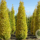 Ginkgo bil. 'Lakeview' 12-14 HO draadkluit geveerd