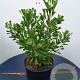 Ginkgo bil. 'Saratoga' 14-16 HO draadkluit geveerd