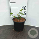 Euonymus fortunei 'Dart's Blanket' 120x100 Mobilane kant en klaar haag