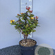 Hypericum i. Magical Red 30-40 cm 5,0L