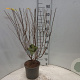 Hydrangea pan. 'Limelight' 30-40 cm 5,0L