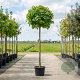 Acer plat. 'Globosum' 8-10 HO 25L 200 cm stam