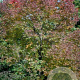 Fraxinus americana 'Autumn Purple' 16-18 cm draadkluit