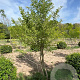 Ginkgo biloba 300-350 cm draadkluit meerstammig