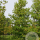 Liquidambar s. 'Lane Roberts' 40-45 HO draadkluit