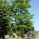 Gleditsia triacanthos 'Shademaster' 16-18 cm draadkluit