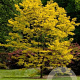 Gleditsia triacanthos 'Sunburst Locust' 200-250 cm draadkluit meerstammig