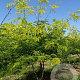 Gleditsia triacanthos 'Sunburst Locust' 350-400 cm draadkluit meerstammig
