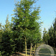 Gleditsia triacanthos 'Sunburst Locust' 8-10 HO draadkluit