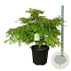 Acer pal. 'Dissectum' 100-125 cm cont. 55L breed extra