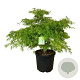 Acer pal. 'Dissectum' 100-125 cm cont. 55L breed extra