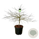 Acer pal. 'Dissectum' 100-125 cm cont. 55L breed extra