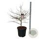 Acer pal. 'Garnet' 100-125 cm cont. 55L breed extra
