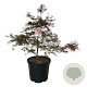 Acer pal. 'Garnet' 100-125 cm cont. 55L breed extra