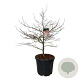 Acer pal. 'Garnet' 100-125 cm cont. 55L breed extra