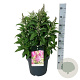 Buddleja d. B. Candy Little Cerise 50-60 cm 14L