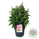 Buddleja d. B. Candy Little Cerise 50-60 cm 14L