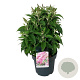 Buddleja d. B. Candy Little Pink 50-60 cm 14L