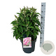 Buddleja d. B. Candy Little Pink 50-60 cm 14L