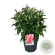 Buddleja d. B. Candy Little Ruby 50-60 cm 14L