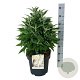 Buddleja d. B. Candy Little White 50-60 cm 14L