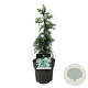 Cedrus deod. 'Feelin' Blue' 30-40 cm P21 piramide