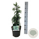 Cedrus deod. 'Feelin' Blue' 30-40 cm P21 piramide
