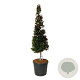 Fagus syl. 'Atropunicea' 200-225 cm cont. 90L