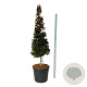 Fagus syl. 'Atropunicea' 200-225 cm cont. 90L